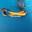 SAN DIMAS Collar Nylon Majestic 10mm Naranja/Amarillo - Imagen 1