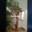 SAN DIMAS Penn-Plax Natural Wood Tree Perch (Reposa Aves Madera) - Imagen 1